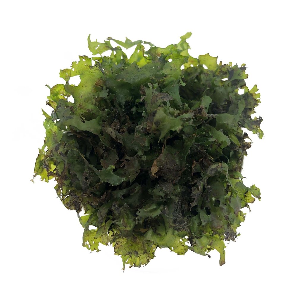 Waterplant Monosolenium pelia im Schälchen