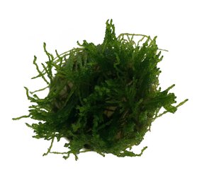 Waterplant Flame Moos im Schälchen