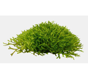 Wasserpflanze Riccia fluitans im Schälchen