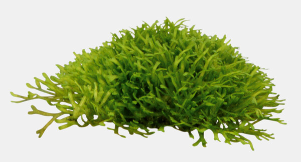 Waterplant Riccia fluitans im Schälchen Waterplant Riccia fluitans im Schälchen