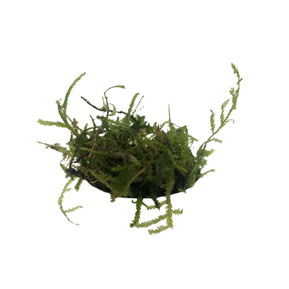 Waterplant Christmas Moos im Behälter Waterplant Christmas Moos im Behälter