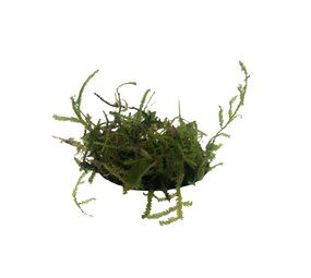 Waterplant Christmas Moos im Behälter