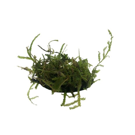 Waterplant Christmas Moos im Behälter Waterplant Christmas Moos im Behälter