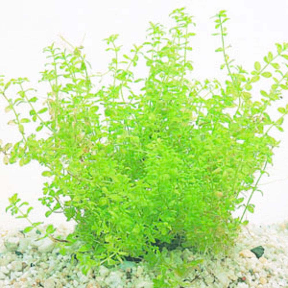 Wasserpflanze Micranthemum tweediei auf Matte