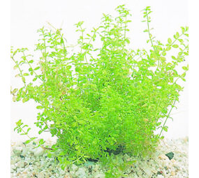 Wasserpflanze Micranthemum tweediei auf Matte