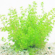 Wasserpflanze Micranthemum tweediei auf Matte