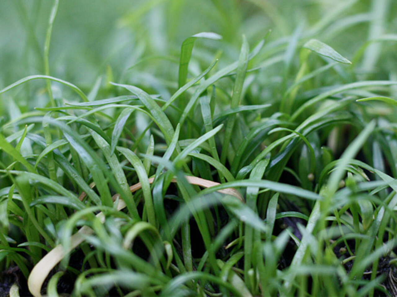 Waterplant Lilaeopsis caroliniensis auf Matte Waterplant Lilaeopsis caroliniensis auf Matte