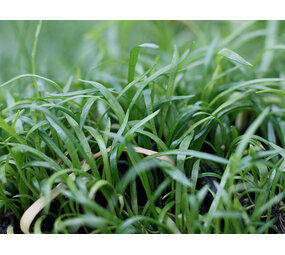 Wasserpflanze Lilaeopsis caroliniensis auf Matte