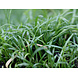 Wasserpflanze Lilaeopsis caroliniensis auf Matte