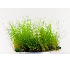 Wasserpflanze Eleocharis acicularis auf Matte