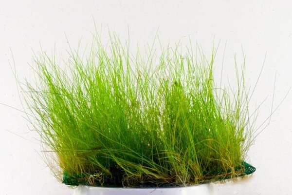 Wasserpflanze Eleocharis acicularis auf Matte Wasserpflanze Eleocharis acicularis auf Matte