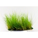 Wasserpflanze Eleocharis acicularis auf Matte Wasserpflanze Eleocharis acicularis auf Matte