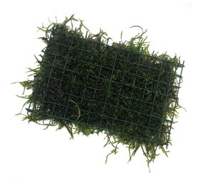 Waterplant Javamos auf Matte