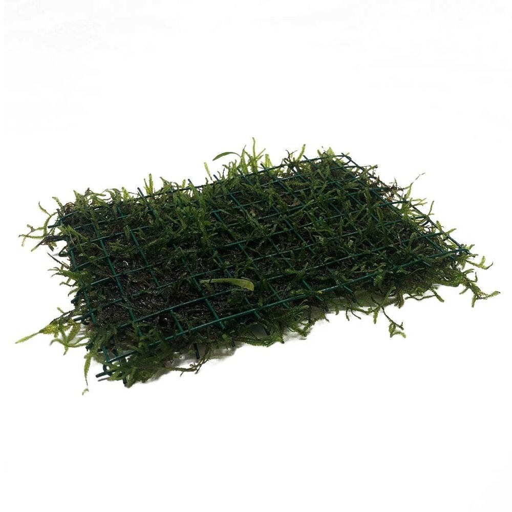 Waterplant Javamos auf Matte