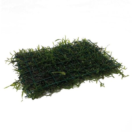 Waterplant Javamos auf Matte