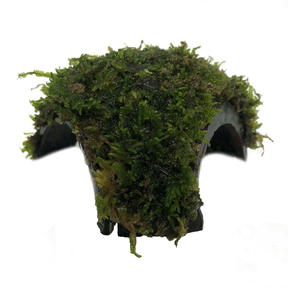 Waterplant Dreiloch-Kokosnuss mit Javamoos