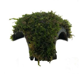 Wasserpflanze Dreiloch-Kokosnuss mit Javamoos