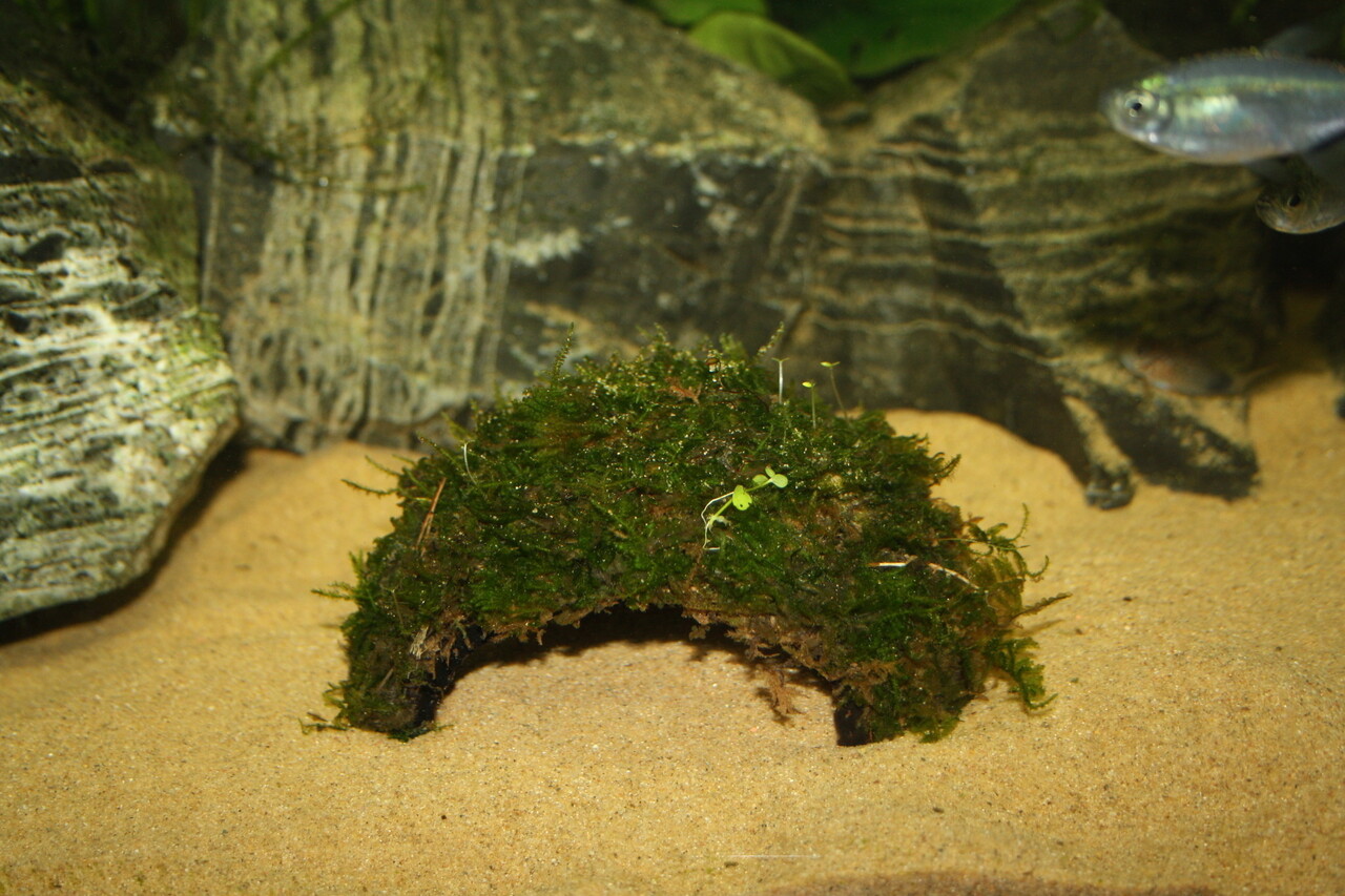 Waterplant Einloch-Kokosnuss mit Javamoos