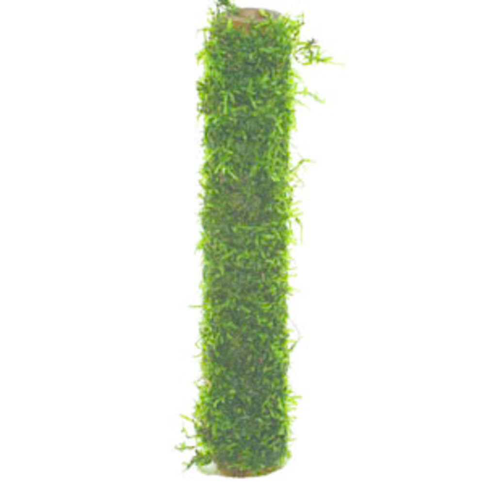 Wasserpflanze Bambusstab mit Javamoos 20cm
