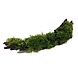 Wasserpflanze Driftwood S mit Vesicularia dubyana Wasserpflanze Driftwood S mit Vesicularia dubyana