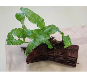 Wasserpflanze Treibholz M mit Microsorum Pteropus