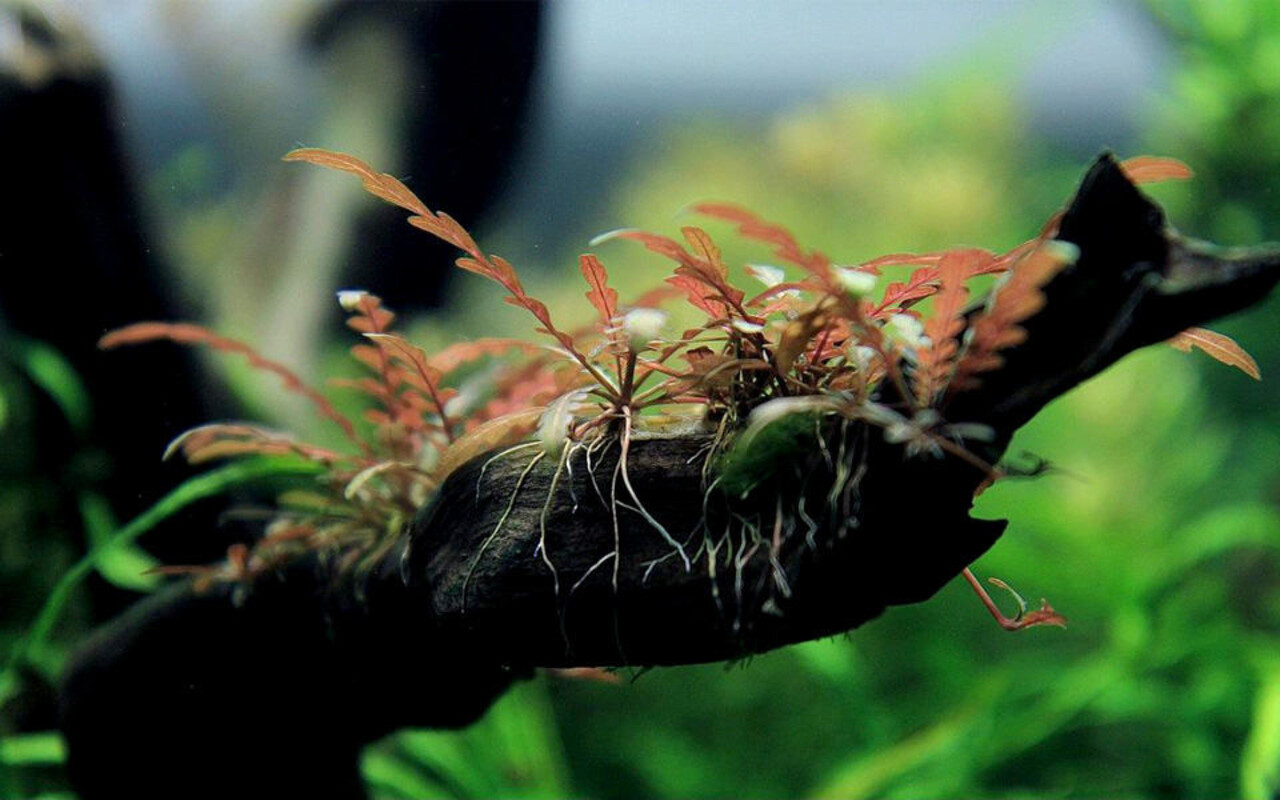 Wasserpflanze Driftwood S mit Hygrophila pinatifida Wasserpflanze Driftwood S mit Hygrophila pinatifida
