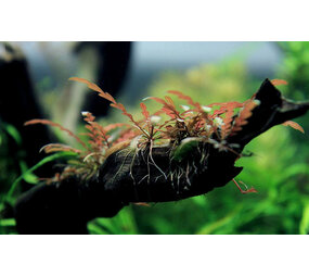 Wasserpflanze Driftwood S mit Hygrophila pinatifida