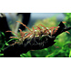 Wasserpflanze Driftwood S mit Hygrophila pinatifida Wasserpflanze Driftwood S mit Hygrophila pinatifida