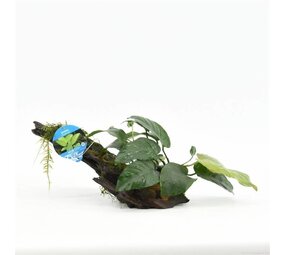 Waterplant Driftwood XL mit 5 Pflanzen