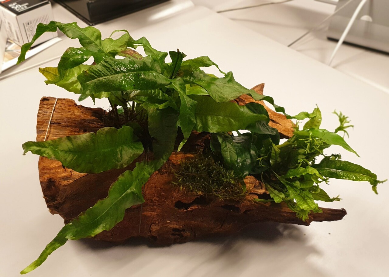 Wasserpflanze Driftwood L mit 3 Pflanzen