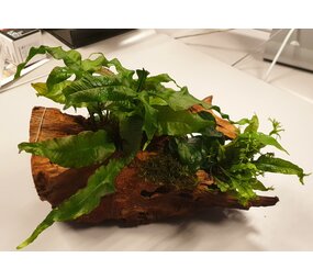 Waterplant Driftwood L mit 3 Pflanzen