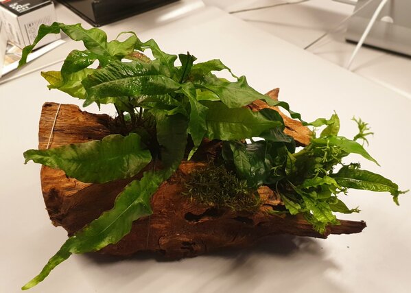Wasserpflanze Driftwood L mit 3 Pflanzen