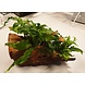 Wasserpflanze Driftwood L mit 3 Pflanzen