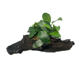 Wasserpflanze Driftwood XS mit Anubias