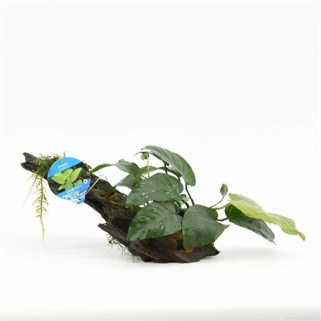 Wasserpflanze Driftwood XS mit Anubias Wasserpflanze Driftwood XS mit Anubias