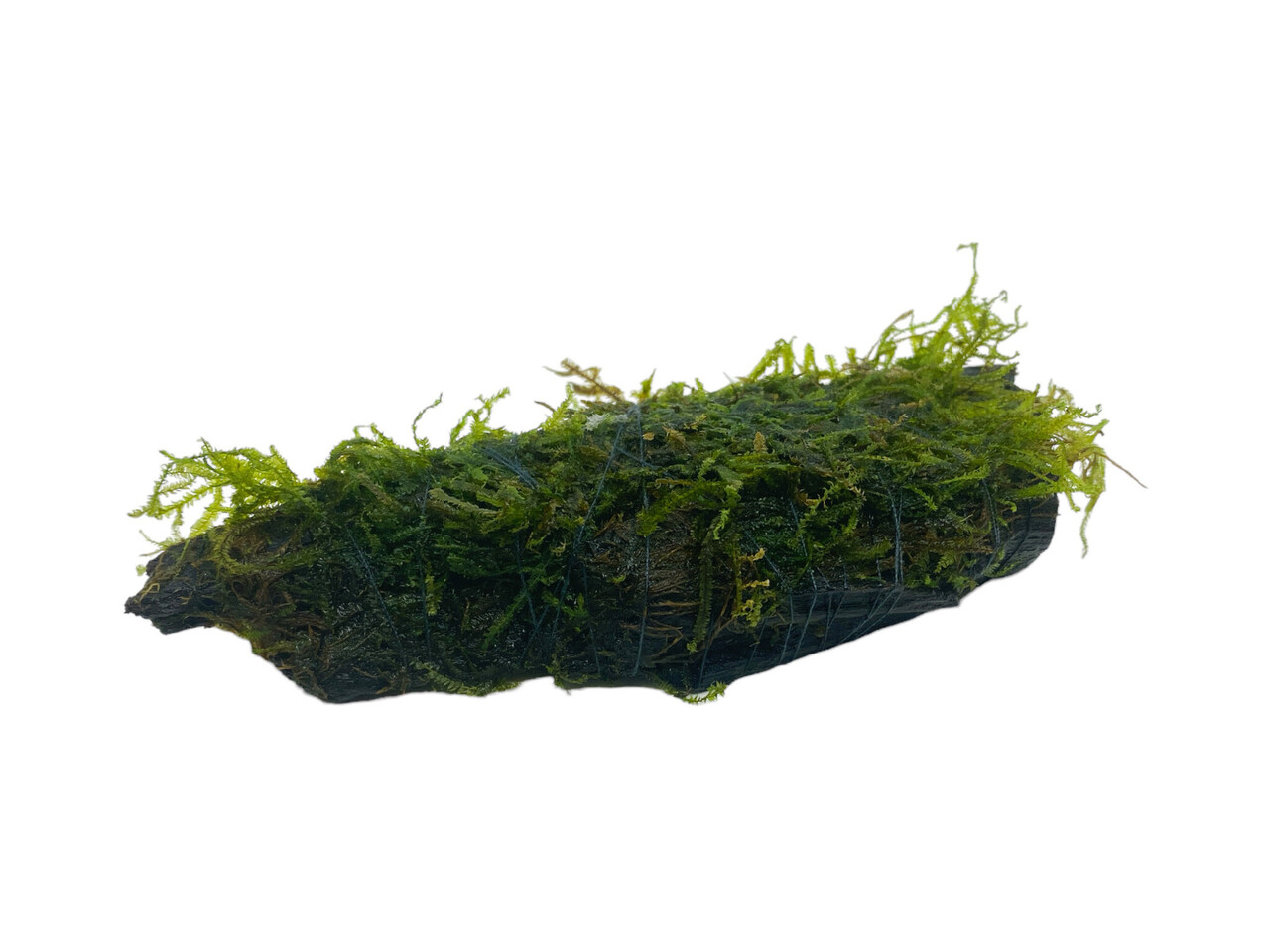 Wasserpflanze Driftwood M vesicularia dubyana Wasserpflanze Driftwood M vesicularia dubyana