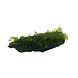 Wasserpflanze Driftwood M vesicularia dubyana Wasserpflanze Driftwood M vesicularia dubyana