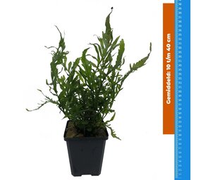 Wasserpflanze Bolbitis Heudelotii - Extra Groß