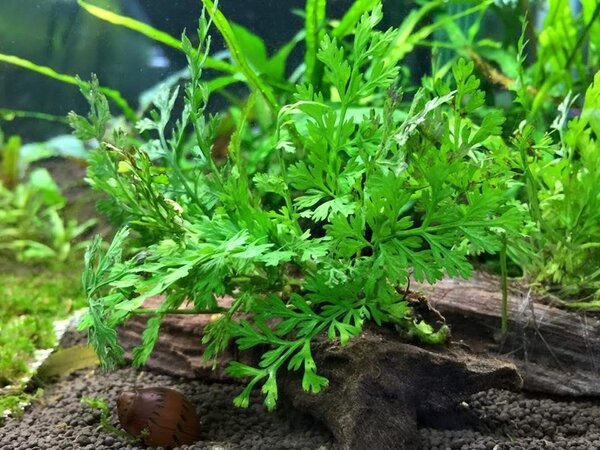 Wasserpflanze Bolbitis Heudelotii - Extra Groß Wasserpflanze Bolbitis Heudelotii - Extra Groß