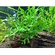 Wasserpflanze Bolbitis Heudelotii - Extra Groß Wasserpflanze Bolbitis Heudelotii - Extra Groß
