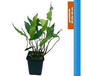 Waterplant Anubias Minima - Extra Groß Waterplant Anubias Minima - Extra Groß