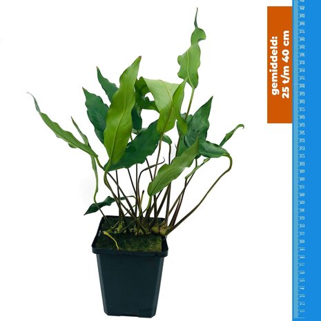 Wasserpflanze Anubias Minima - Extra Groß Wasserpflanze Anubias Minima - Extra Groß