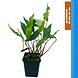 Wasserpflanze Anubias Minima - Extra Groß Wasserpflanze Anubias Minima - Extra Groß