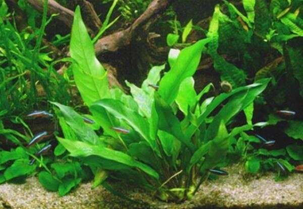 Wasserpflanze Anubias Minima - Extra Groß Wasserpflanze Anubias Minima - Extra Groß