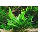 Wasserpflanze Anubias Minima - Extra Groß Wasserpflanze Anubias Minima - Extra Groß