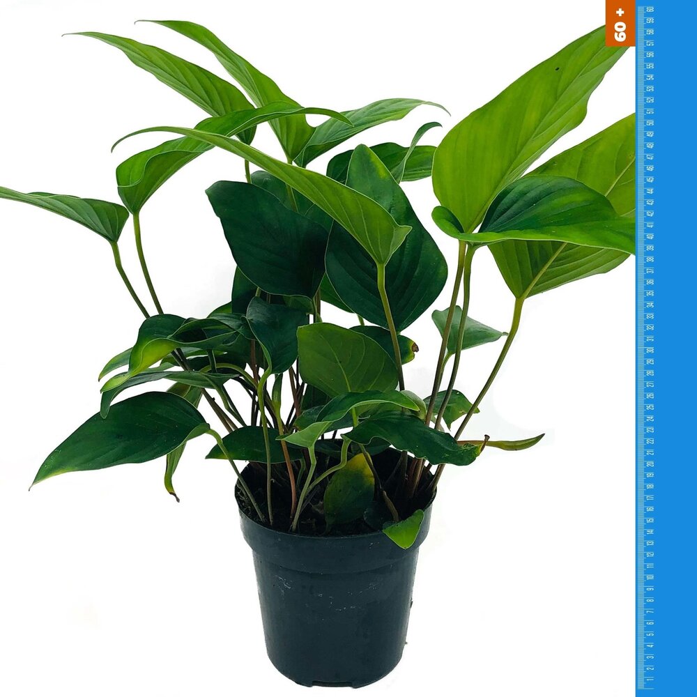 Wasserpflanze Anubias Hastifolia - Extra Groß Wasserpflanze Anubias Hastifolia - Extra Groß