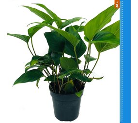 Wasserpflanze Anubias Hastifolia - Extra Groß