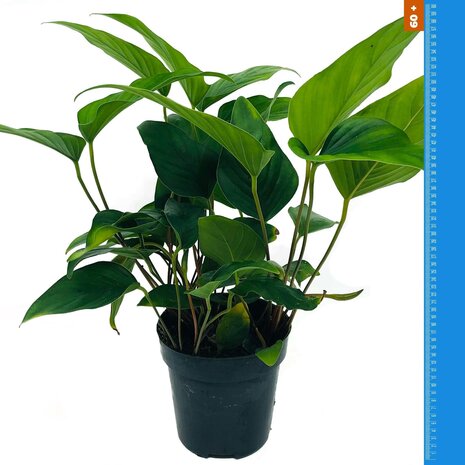 Wasserpflanze Anubias Hastifolia - Extra Groß Wasserpflanze Anubias Hastifolia - Extra Groß
