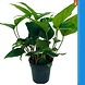 Wasserpflanze Anubias Hastifolia - Extra Groß Wasserpflanze Anubias Hastifolia - Extra Groß