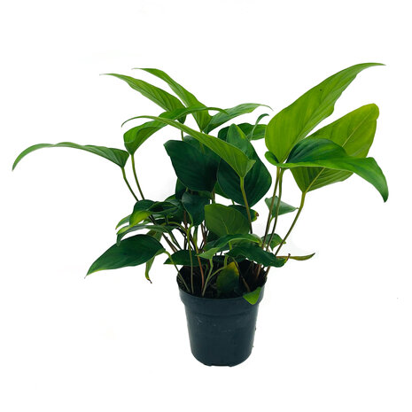Wasserpflanze Anubias Hastifolia - Extra Groß Wasserpflanze Anubias Hastifolia - Extra Groß